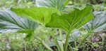 Skunk cabbage